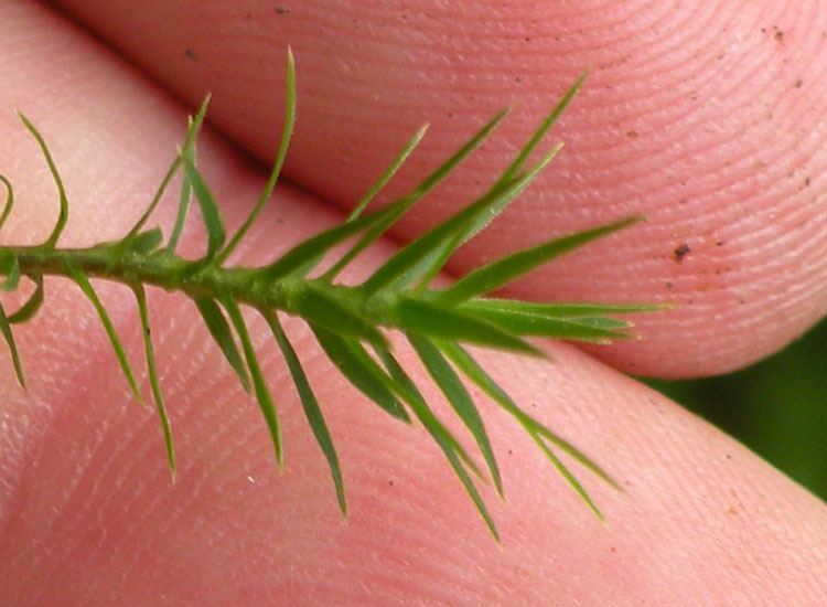 Polytrichaceae indet